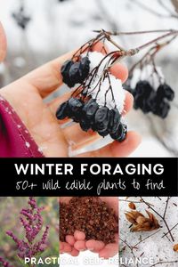 Foraging in Winter: 50+ Wild Edible Plants in the Snow - Winter foraging isn't something most people do, but believe it or not, you can actually find all kinds of wild food beneath a coating on snow. From hawthorn berries to cranberries, foraged food is abundant in winter! Foraging for Beginners | Foraging in the Winter | Wild Food Foraging | Foraging Edible Plants