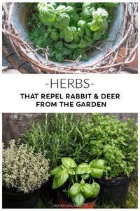 Herbs | Repel Rabbit & Deer From the Garden - CREATIVE CAIN CABIN