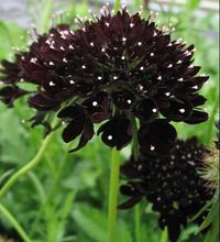 Scabiosa, Black Knight, Pincushion Flower