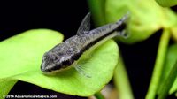 Otocinclus Catfish On A Banana Plant Leaf