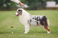 Dog Breed 👉 AUSTRALIAN SHEPHERD From @anastin_kennel_aussie Full name: Anastin Kiss of Love In the photo she is 10 months old Country: #Belarus 🇧🇾 #arispedigree