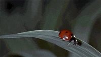 Source: https://giphy.com/gifs/ladybug-QIkavkylBv0Z2