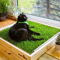 All Fresh Patch Products - Pet Grass Pads and Trays