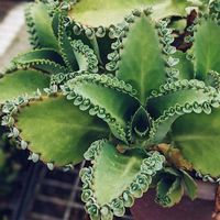 PRICES MAY VARY. 5 Live Kalanchoe Plants Mother of Thousands Mexican Hat Succulent Rooted Plants 5 Live Kalanchoe Plants æ å ƒä¸Šä¸çš„母亲墨西å“¥帽å¤šè‚‰植ç‰ 根植 5 plantas vivas Kalanchoe Mother of Thousands Mexican Hat Plantas suculentas enraizadas 5 Ùباتات ÙƒاÙ„اÙشÙ اÙ„حÙŠØ أÙ… اÙ„آÙ„اف Ù…Ù اÙ„Ùباتات اÙ„Ù…ÙƒسÙŠÙƒÙŠØ ذات اÙ„جذÙ ر اÙ„ÙضرØ 5 Live Kalanchoe Plant Ththousands Mother of Ththousands 墨西å“¥帽 å¤šè‚‰植根植ç‰ 5 lebende Kalanchoe Pflanzen Mutter Tausende mexikanische Hut Sukkulenten Wurzelpflanzen 5