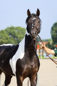 2020 AES Stallion | H&M Chilli Willi x Troubadour d'Aurel