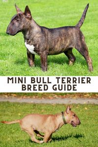 If you’re considering adding a Mini Bull Terrier to your family, it’s essential to have a solid understanding of their origin, characteristics, temperament, and care requirements. This breed guide aims to provide you with valuable information that goes beyond the basics, ensuring you can make an informed decision and provide the best possible care for your Mini Bull Terrier.