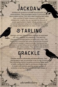 Jackdaw, Starling, Grackle