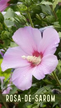 Essa é a Rosa-de-sarom, muito utilizada no paisagismo. Conhecida pelo doce perfume de suas flores.  Suas flores são consideradas comestíveis. Das folhas se pode fazer um chá muito aromático.  As flores podem ser simples ou dobradas e se formam durante o ano todo, sendo mais abundantes na primavera e verão. Podem ter variedades de cor róseas, vermelhas, roxas, azuis ou brancas e combinações entre as cores. Suas flores atraem beija-flores e borboletas.