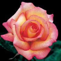 Sheilas Perfume Floribunda Rose - Louie's Nursery & Garden Center