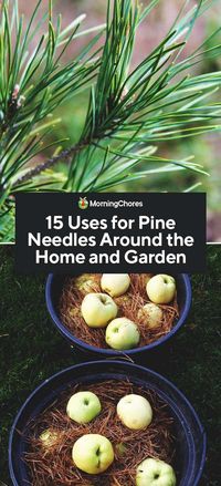 15 Uses for Pine Needles Around the Home and Garden