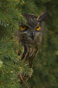 Eagle Owl