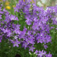 Campanula lactiflora 'Prichard's Variety' - milky bellflower ( syn. Campanula Pritchard's Variety )