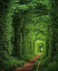 Tunnel of Love, Ukraine #Travel #BeautifulPlaces #HiddenPlaces #NaturalWonders #Places #PlacestoVisit