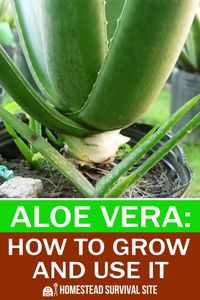 Aloe vera can be used as a hair conditioner, as a liquid tonic, and to treat many other skin conditions. Aloe vera is also easy to grow.