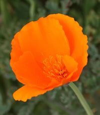 Eschscholzia californica, California Poppy - Annie's Annuals