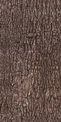 tree bark texture - Google Search