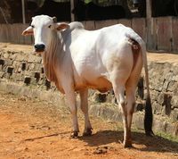 gaolao cattle, about gaolao cattle, gaolao cattle breed, gaolao cattle breed info, gaolao cattle breed facts, gaolao cattle care, gaolao cattle color, caring gaolao cattle, gaolao cattle characteristics, gaolao cattle facts, gaolao cattle for milk, gaolao cattle origin, gaolao cattle photos, gaolao cattle pictures, gaolao cattle rarity, raising gaolao cattle, gaolao cattle size, gaolao cattle temperament, gaolao cattle uses, gaolao cattle weight