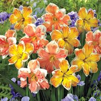 Buy Changing Colors Daffodil Online | Spring Bulbs | Breck's