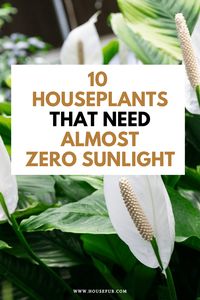 10+ Houseplants That Need (Almost) Zero Sunlight - House Fur