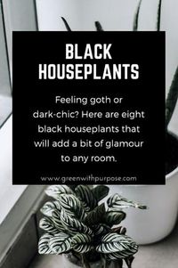 Explore the allure of black houseplants to elevate your home's glam factor, courtesy of Green with Purpose.