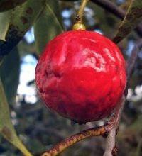 Bush Tucker Recipes - Quandong Recipes - Mmm, I love Quandong jam with ice cream. :D