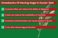 Drawbacks Of Having Sage In Ducks’ Diet