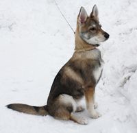 Tamaskan dog