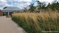 Calamagrostis Karl Foerster – Knoll Gardens – Ornamental Grasses and Flowering Perennials