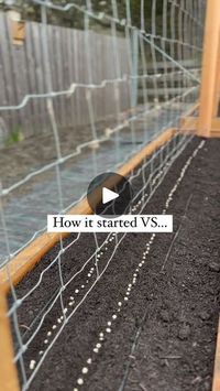 223K views · 8.9K reactions | The famous pea trellis has peas growing 4 inches tall already this year! 

I'm so excited (and nervous) for the wall and hope it all turns out.

Last year I planted nasturtiums in the corners as they act as a trap crop for aphids. Meaning aphids will go to the flowers instead of the peas. I also tried bush beans in front, they did not take off and only had 4-6 beans per plant (usually I get 20-30 and two rounds of that per plant) 

This year I planted bush variety nasturtiums all in front to have a wall of colour and slipped the beans! I chose yellow, coral and pink coloured nastiruns.

Follow to see how it turns out!

Comment BACKYARD to get the link to your DM's of my beginner gardening e-book! 

#peawall #peas #growpeas #trellis #verticalgrowing #growvertic