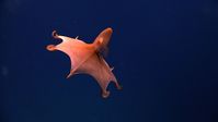 Get to know the vampire squid, a deep sea creature that lives in total darkness and has cloak-like webbing.