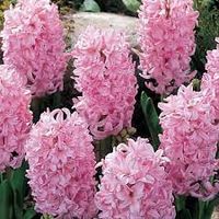 fondant hyacinths - Google Search