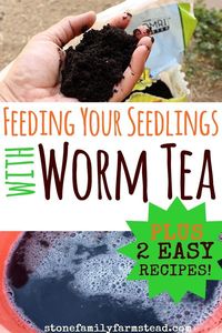 Feeding Your Seedlings Worm Tea + Recipes - Stone Family Farmstead