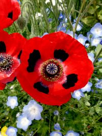 Papaver commutatum 'Ladybird' "Poppy" - Buy Online at Annie's Annuals