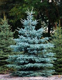 Die Blaufichte auch Blautanne Picea pungens glauca genannt ist ein robustes Nadelgehölz mit bläulich schimmernden, festen und piecksigen Nadeln. Die Blaufichte eignet sich sehr gut als Einzelpflanze in grösseren Gärten, als Heckenpflanze und natürlich auch als Weihnachtsbaum. Passt hervorragend zu Natursteinanlagen aus graublauem Schiefer. Die Blaufichte hat einen Zuwachs pro Jahr von ca. 25-60cm. Die mittellangen bis langen leicht stechenden Nadeln variieren stark in der Farbe. Der Farbton geht