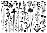 4,850 Wildflower Silhouette Illustrations & Clip Art - iStock