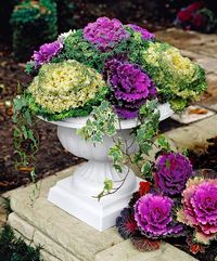 Winter container with Ornamental Cabbage.  Put a Redbor Kale in the middle and have an edible AND beautiful planter.