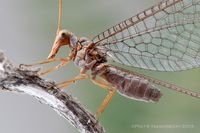 The head and mouthparts of spoon-winged lacewings is elongated and well-adapted for fitting into long corollas of flowers [Canon 1Ds MkII, Canon 100mm macro, 2 x Canon 580EX]    Kind of a neat lacewing!