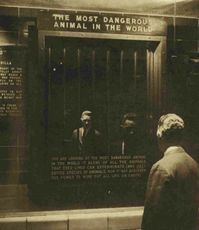 this photo was published in the illustrated london news of saturday 8 june 1963 | it shows a man seeing his own reflection in a mirror and the exhibit is entitled: the most dangerous animal in the world