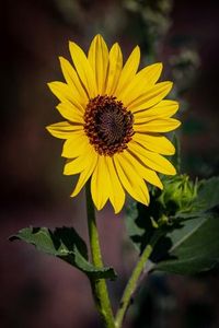 size: 12x8in Photographic Print: USA, Colorado, Fort Collins. Wild sunflower close-up. by Jaynes Gallery :