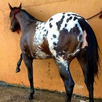 Bay blanket Appaloosa showing a dark patch with darker spots