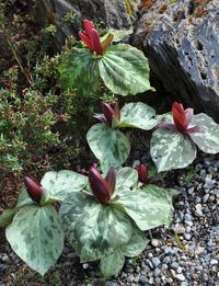 Trillium cuneatum