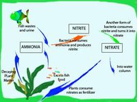 This is a graphic of the Nitrogen Cycle. The website has a Beginner's Guide to setting up an aquarium. Very helpful tips for getting started.