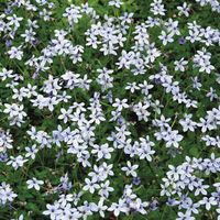 Regional Picks: Tough Ground Covers - Northwest - FineGardening