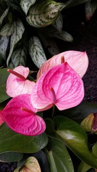 Pink Anthurium