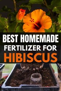 What is the best homemade fertilizer for hibiscus plants?  The best homemade fertilizers for hibiscus plants include vinegar, coffee grounds, banana peels, wood ash, and blackstrap molasses.