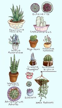 Succulents and Cacti