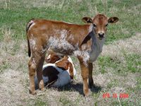 CBS Ranch Beefmasters specializing in Beefmaster Cattle