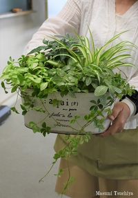 この植物をお買い２