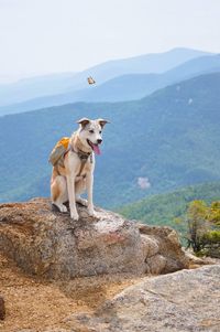 How My Dog Survived a Thru-Hike With Me: Keeping Them Healthy - The Trek