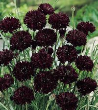 Bachelor's Button Seeds | 8 Cornflowers | Annual Flower Seeds